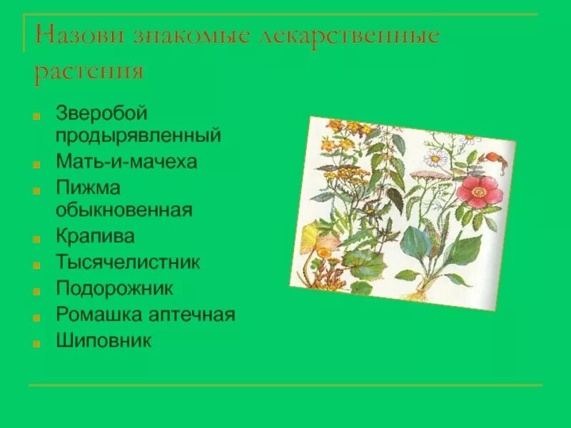 Шиповник лекарственное растение. Лекарственные травы на башкирском языке. Лекарственные растения в детском саду. Лекарственные растения Ромашка и подорожник.