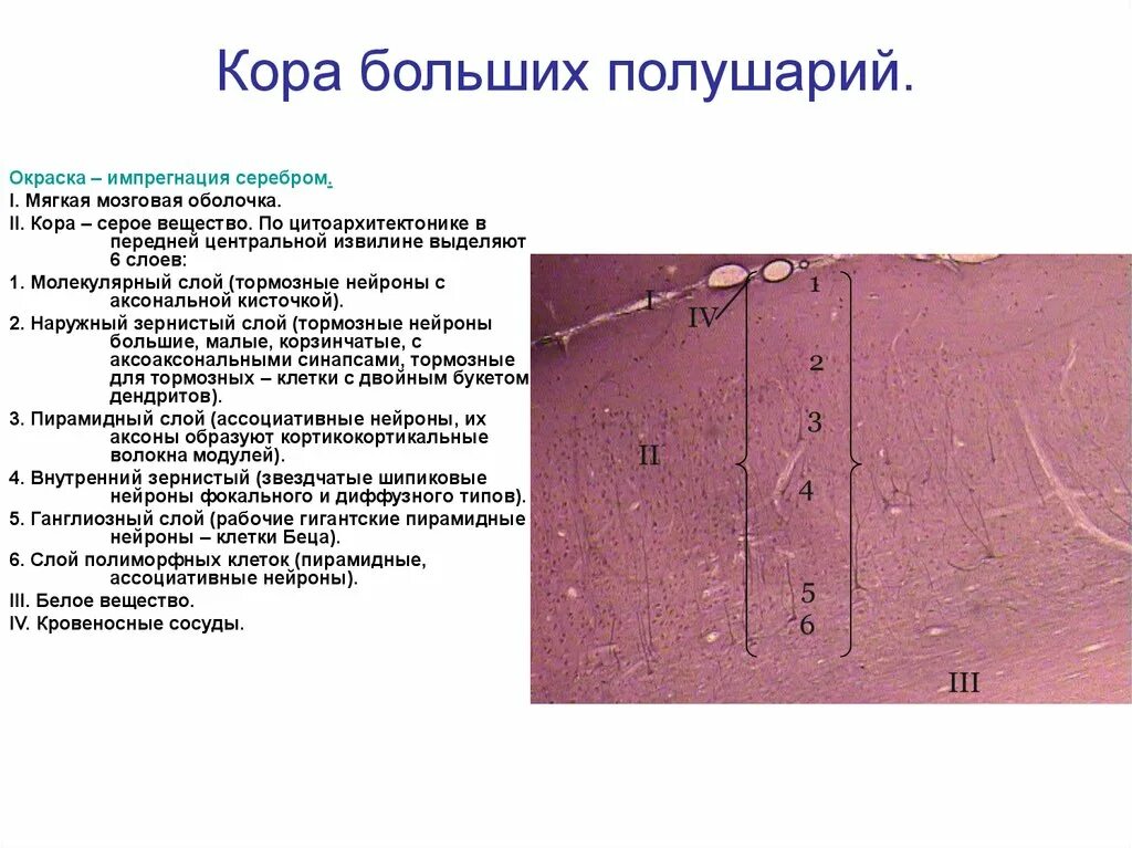 Строение коры головного мозга анатомия. Кора полушарий большого мозга гистология. 6 слоев коры больших полушарий. Слои коры полушарий головного мозга. Оболочки коры больших полушарий.