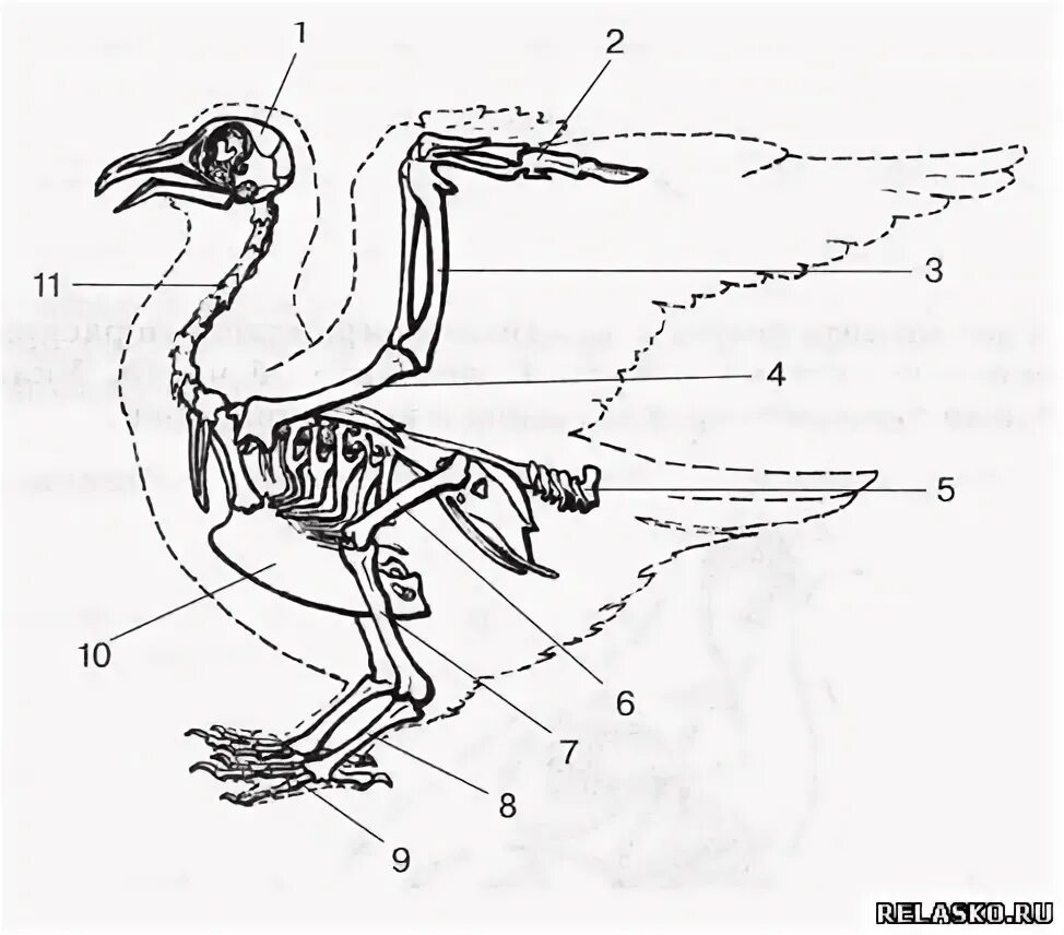 Строение птицы цевка. Цевка у птиц. Цевка у птиц это птица. Кость цевка у птиц. Цевка у птиц.