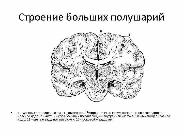 Сравните строение больших полушарий. Внутреннее строение полушарий головного мозга. Строение больших полушарий больших полушарий. Большие полушария строение. Внутреннее строение больших полушарий.