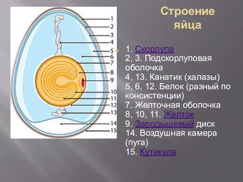 Строение яйца птицы и функции. Строение яйца. Строение яйца курицы. Структура куриного яйца. Строение куриного яйца с оболочками.