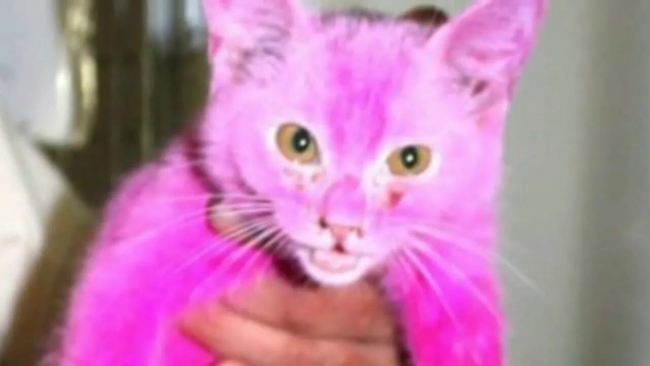 Розовая кошка фото. Розовая кошка фото