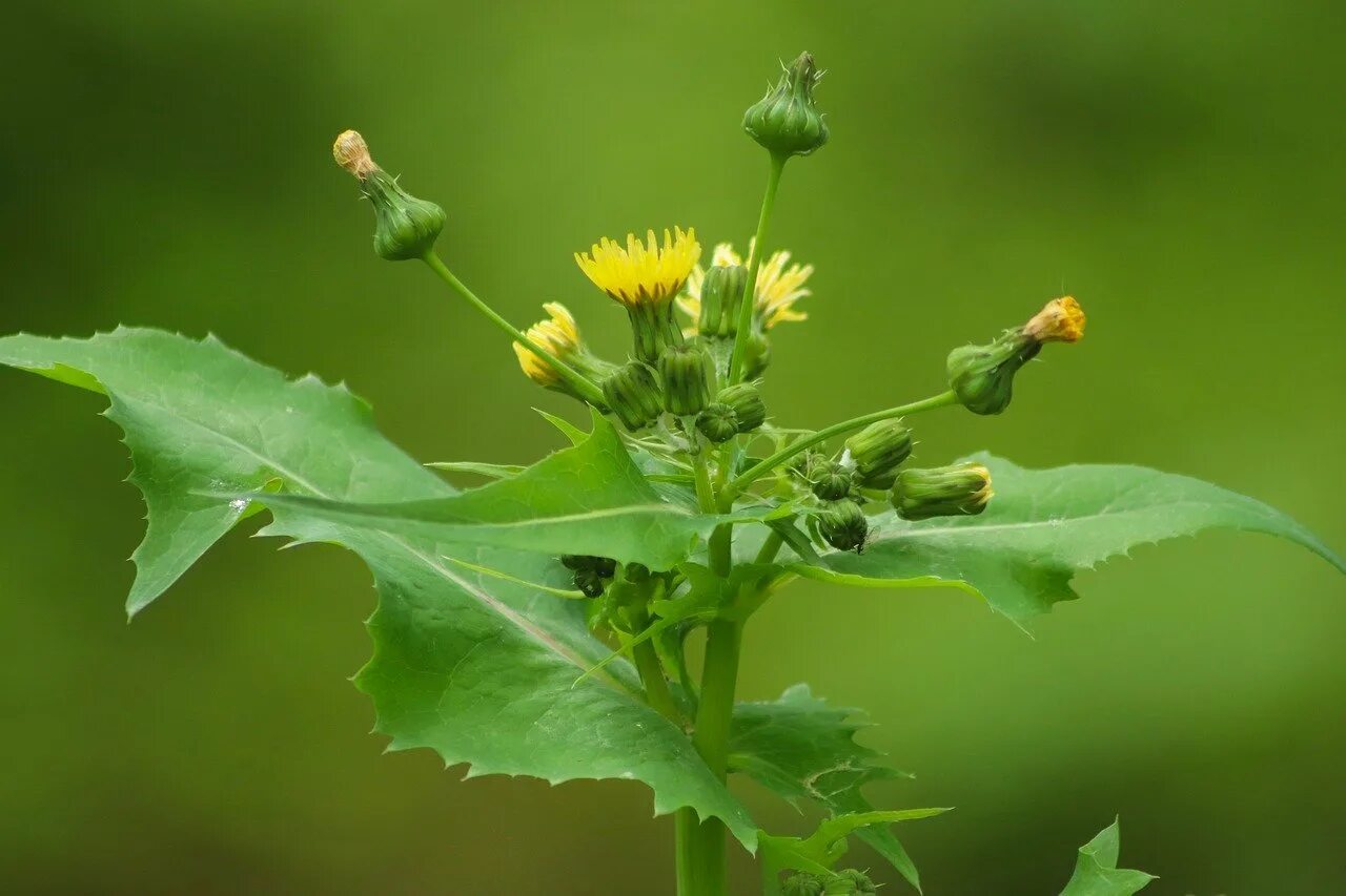 Осот огородный, полевой. Осот огородный (Sonchus oleraceus). Осот желтый полевой. Осот Бодяк огородный. Осот полевой сорняк