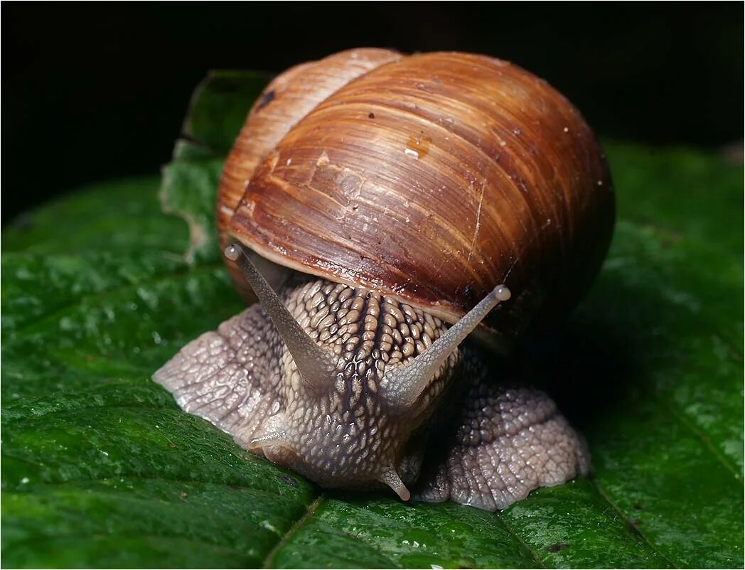 Какой тип виноградной улитки. Улитка Helix pomatia. Улитка Виноградная улитка. Виноградная улитка фильтратор. Улиток Helix vulgaris.