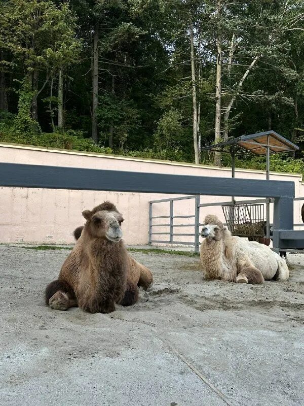 В зоопарке всегда весело и шумно распушил свой красивый. Горилла хэппи. Одесский зоопарк фото. В зоопарке всегда. Зоопарк презентация для детей.