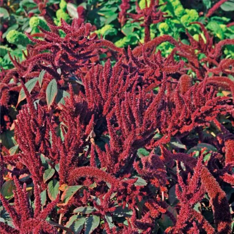 Амарант метельчатый. Амарант метельчатый. Амарант щирица. Амарант метельчатый багряный. Амарант ред кафедрал.