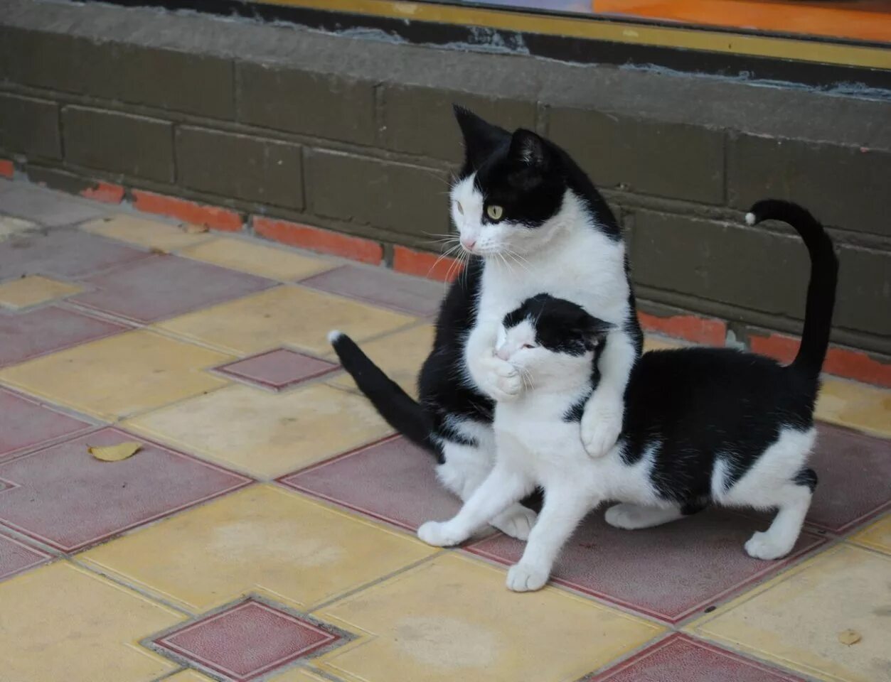 Кот прикрывает лапой. Коты дверь закрой. Положение кошки во время сна. Спящий кот. Коты дверь закрой.