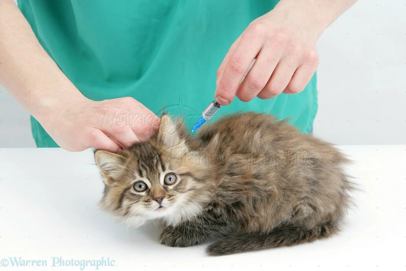 Где сделать бесплатную прививку кошкам. Вакцинация Мейн куна. Вакцинация кошек. Прививка для кошек. Мейн кун прививка.