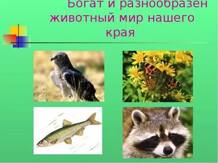 Животные нашего края 3 класс окружающий мир