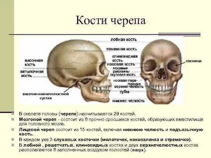 Кости лицевого скелета