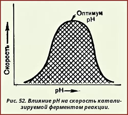 Изучите график зависимости выработки фермента