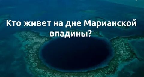 Кто не проживает на дне океана ответы