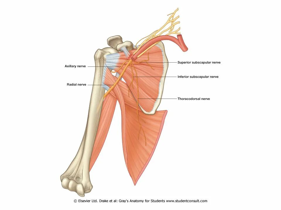 A circumflexa scapulae