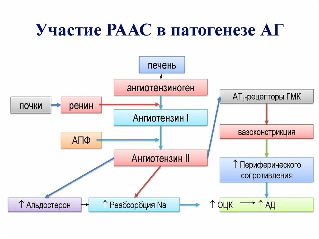 Сас в медицине. Патогенез ренин ангиотензин альдостероновая система. Активация ренин-ангиотензин-альдостероновой системы (РААС).. Активация РААС патогенез. Патогенез системы РААС.