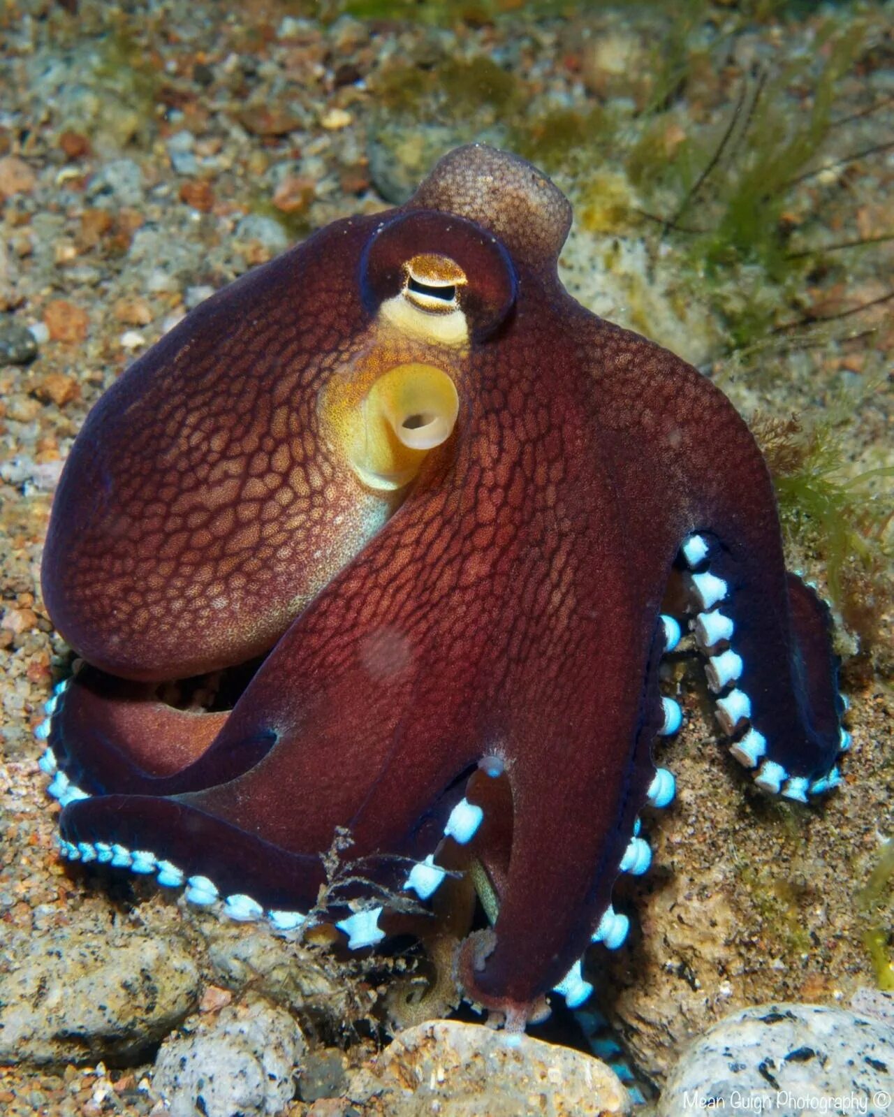 Давай осьминог. Amphioctopus marginatus. осьминог джильберта. синекольчатый осьминог. головоногие моллюски осьминог синекольчатый.
