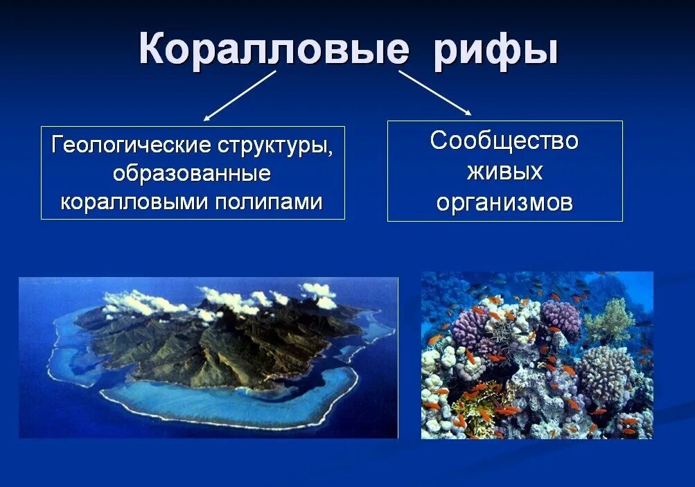 Строение коралловых островов. Строение кораллового рифа. Строение коралловых рифов. Как образуются кораллы.