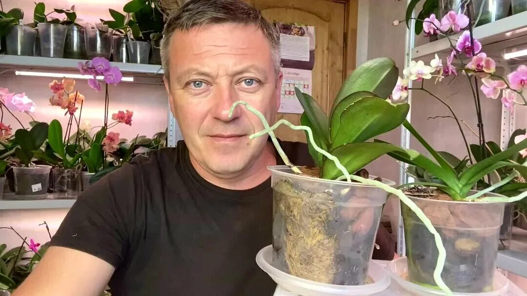 Корни орхидей горячевский. Корни орхидей горячевский. Корни орхидей горячевский. Корни орхидей горячевский. Корни орхидей горячевский.