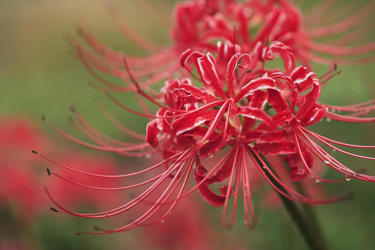 Хиганбана ликорис. Ликорис красная паучья лилия. Ликорис лучистый. Lycoris лучистый семена лилии цветы. Хиганбана ликорис.