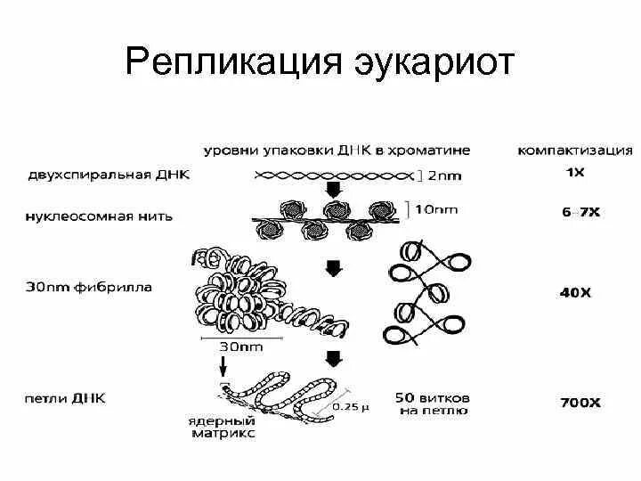 Признаки репликации днк эукариот. Особенности репликации у эукариот. Схема репликации днк бактерий. Точки репликации у эукариот. Репликация днк эукариот этапы.