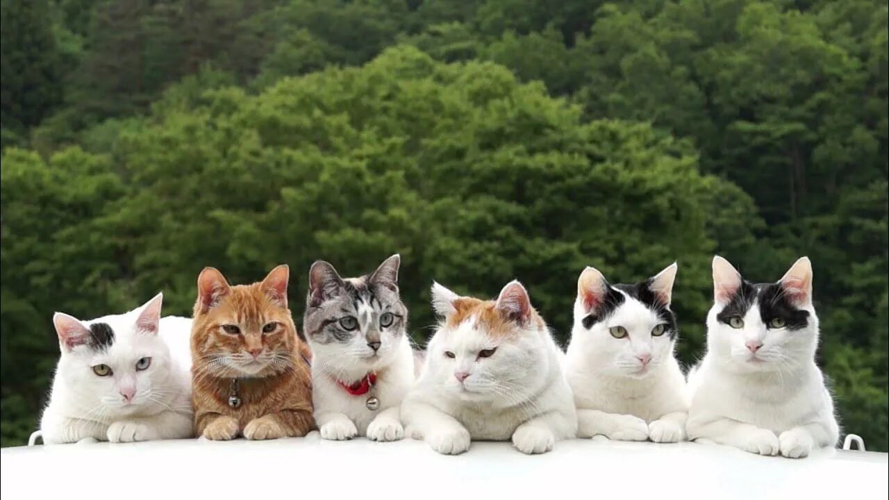 Много кошек. Много котов. Несколько кошек. Шесть котов.