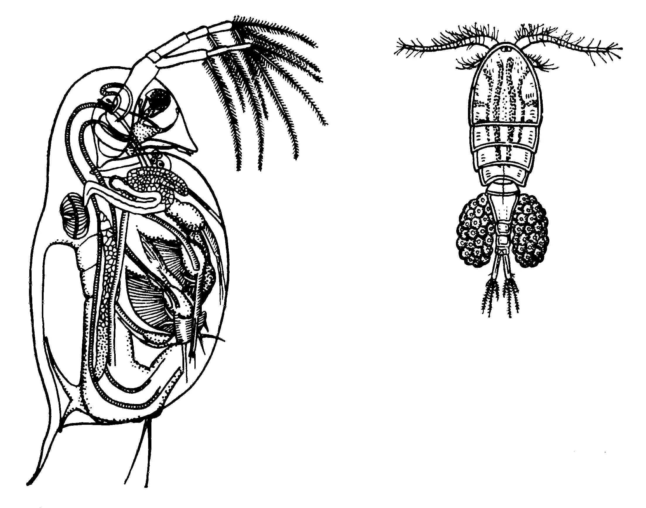 Ветвистоусый рачок дафния. Ветвистоусые рачки дафнии. Дафния ракообразные. Ракообразные дафния и Циклоп.
