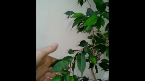 Фикусы осыпаются листья что делать