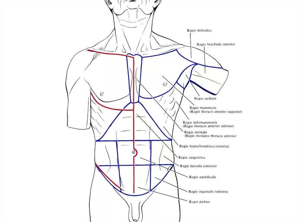 Топографические линии грудной клетки. Топография линии грудной клетки. 10 линий человека. Проекционные линии. 10 линий человека.