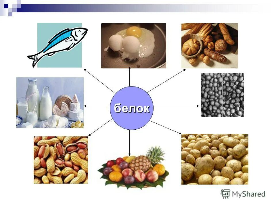 Применение белков. Использования белков. Применение белков. Применение белков химия. Белки применение химия.