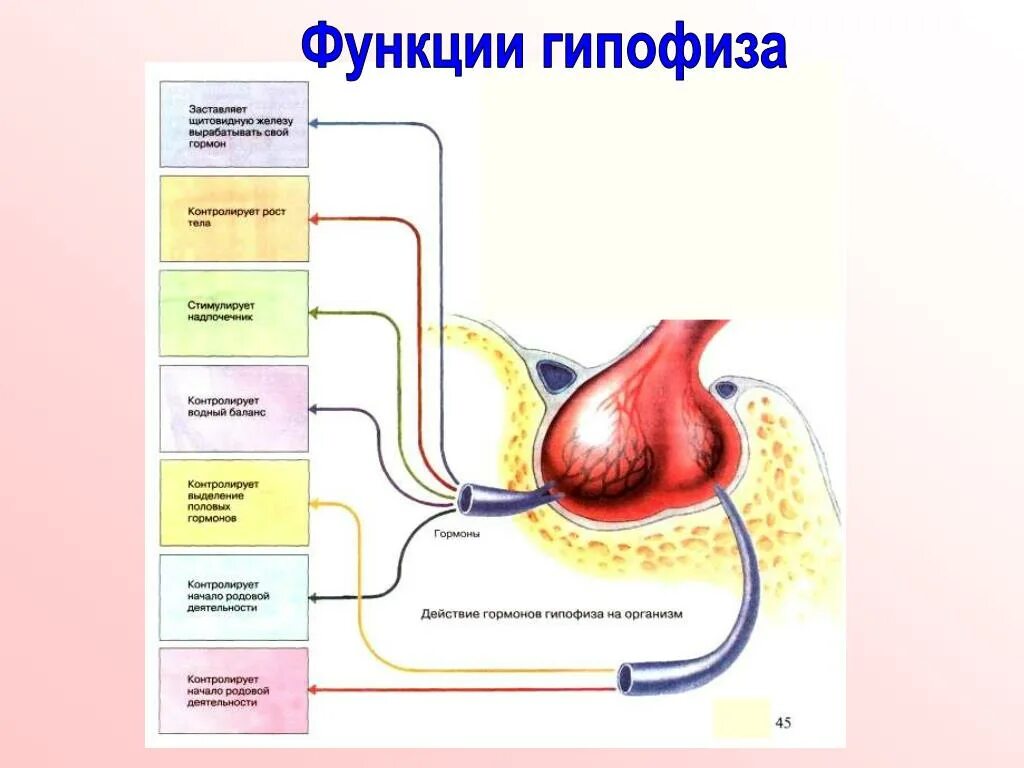 Тип секреции гипофиза. Строение гипофиза. гипофизарные гормоны. аденогипофиз гормоны и функции. гипофиз строение функции гормоны. железа гипофиз гормоны и функции.