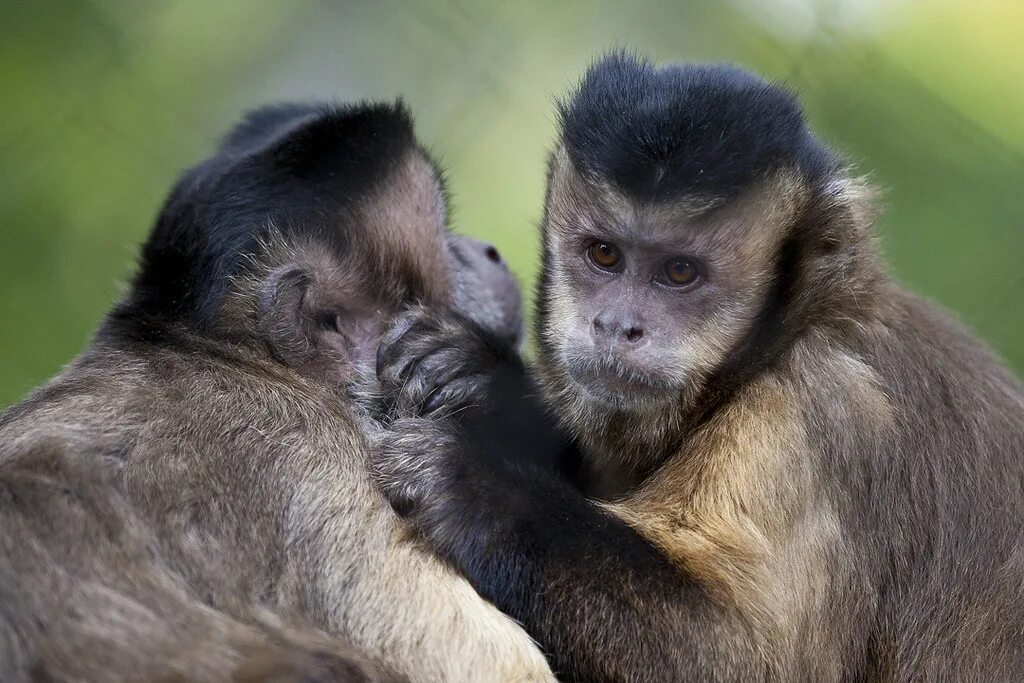 Animal communication. Общение обезьян между собой. Общение животных шимпанзе. Обезьяны общаются. Разговор с обезьяной.