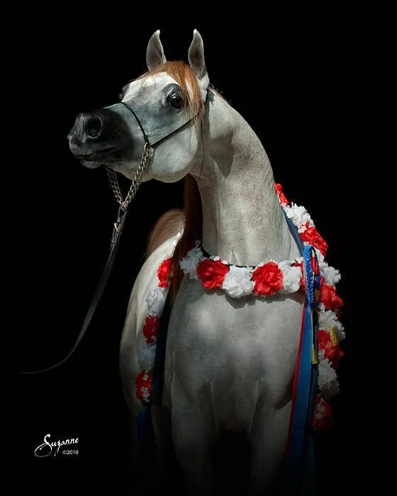 Лошадка м. Девушке с днем рождения самой арабская лошадь. Pini художник лошади. Лошадь художник в полный рост. Картинки лошадей из пластика араб.