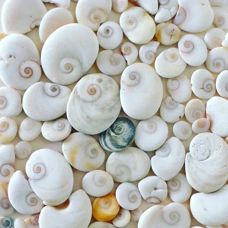 Shell stone. Ракушка. Раковины моллюсков. Ракушка круглая. Белая Ракушка.