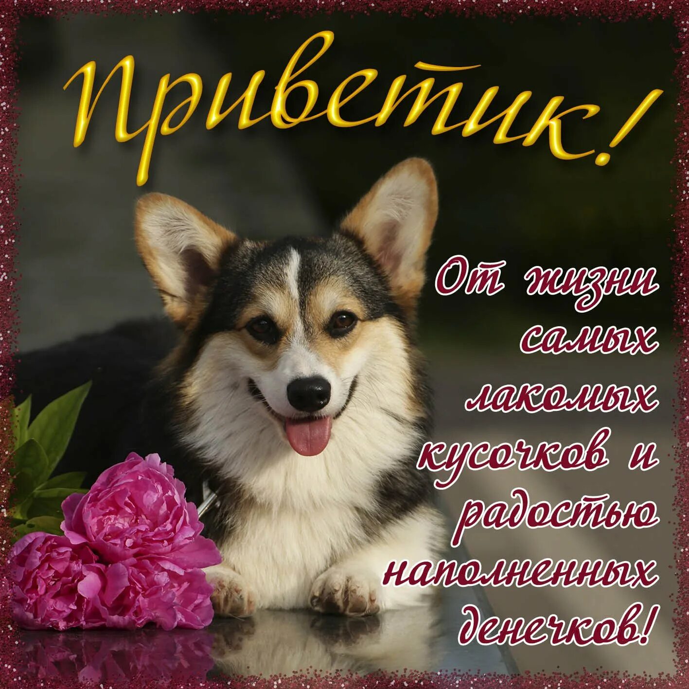 Доброго дня собака