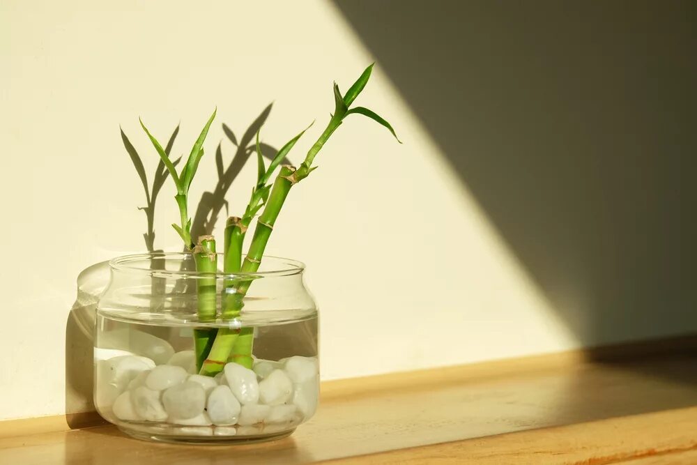 Бамбук в воде как ухаживать. Dracaena braunii. драцена сандера. комнатный бамбук драцена сандера. драцена сандера счастливый бамбук.