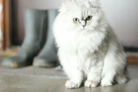 Персидская шиншилла