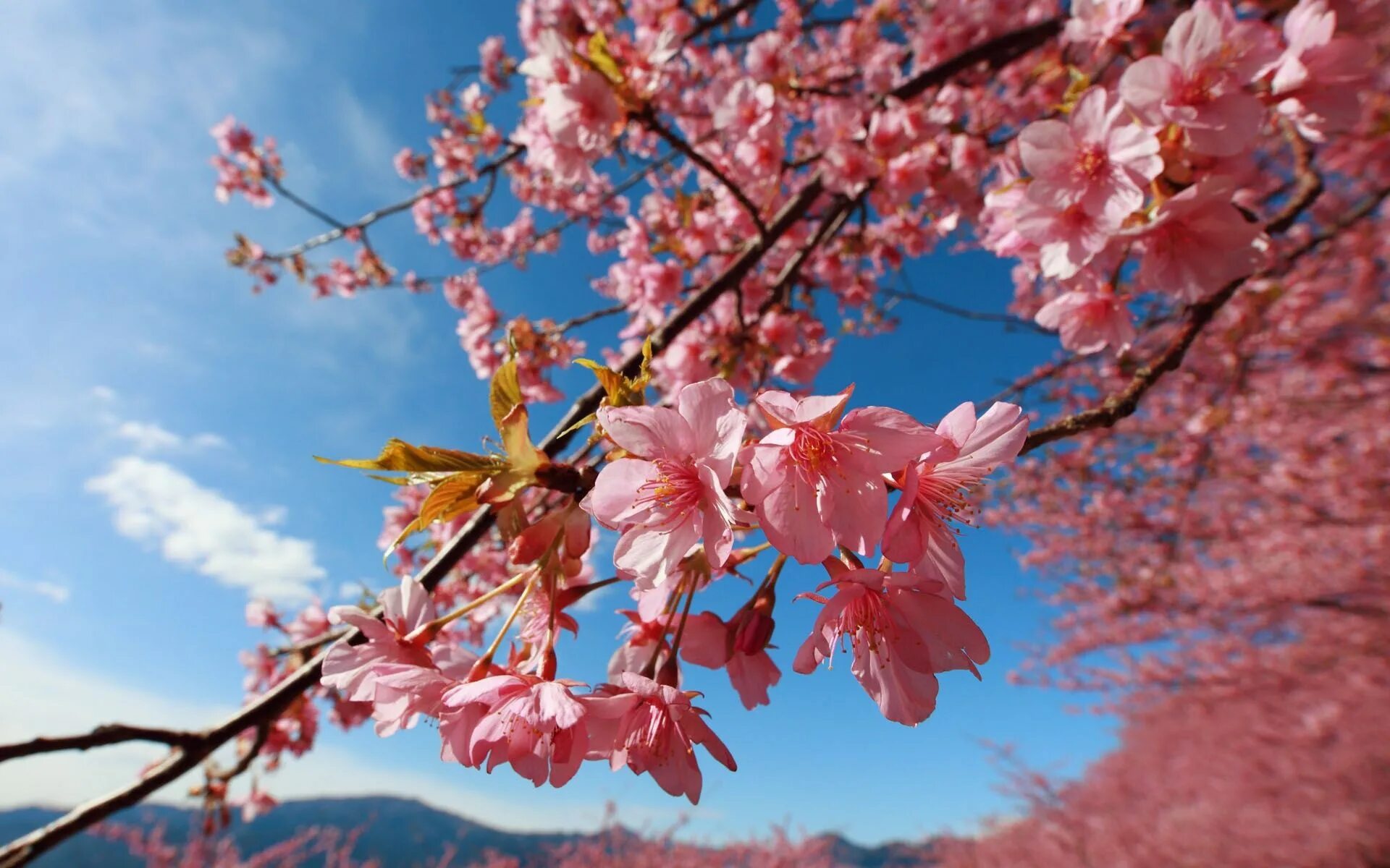 Japanese blossom. Сакура черри блоссом. Сакура черри блоссом дерево. Сакура Койо-но-май. Сакура японская вишня.