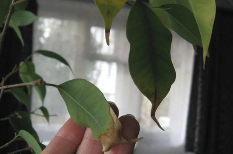 У фикуса сохнут кончики листьев. У фикуса кончики сохнут. Фикус сохнут кончики листьев. Фикус бенджамина листва. Фикус бенджамина желтеют кончики листьев.