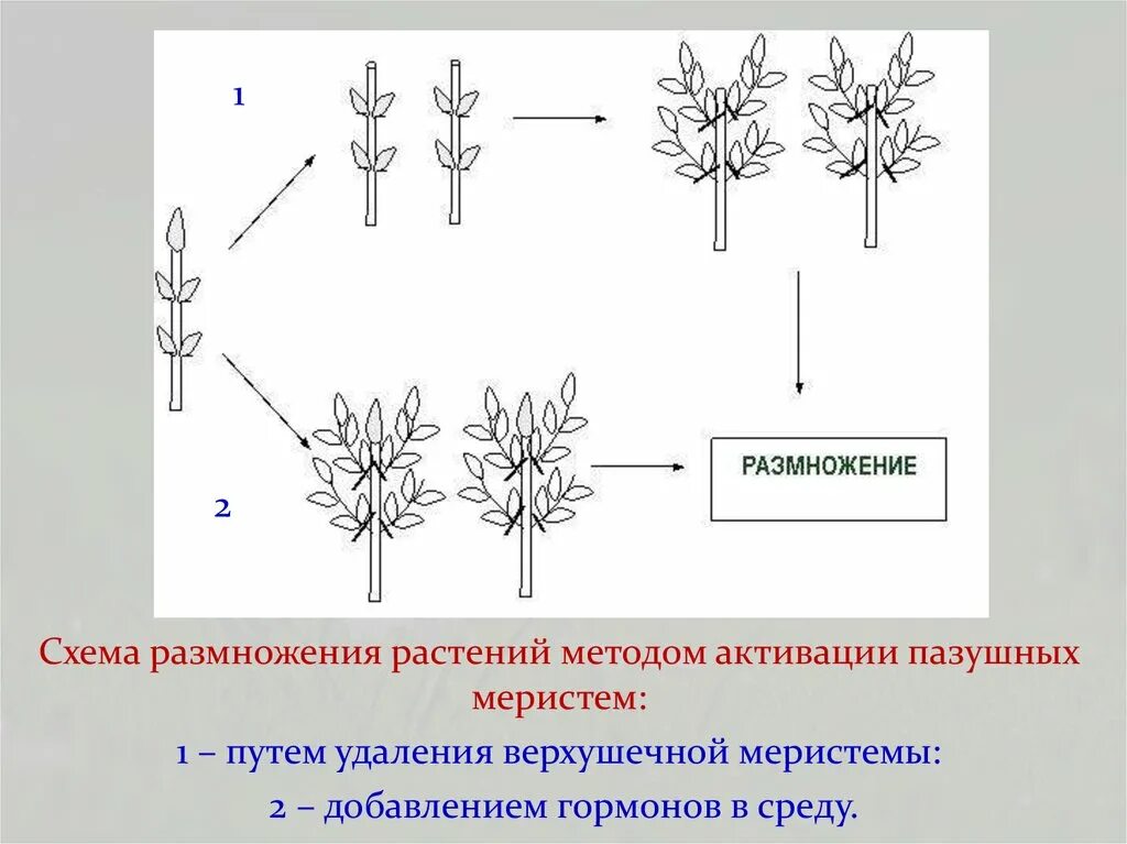 Диффузное размножение. Процесс микроклонального размножения. Схема клонального микроразмножения растений. Микроклональное размножение схема. Схема микроклонального размножения растений растений.