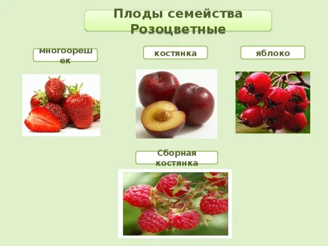 Типы розоцветных. Плоды семейства розоцветных. розоцветные плод многоорешек. семейство розоцветные плод костянка. розоцветные плод многокостянка.