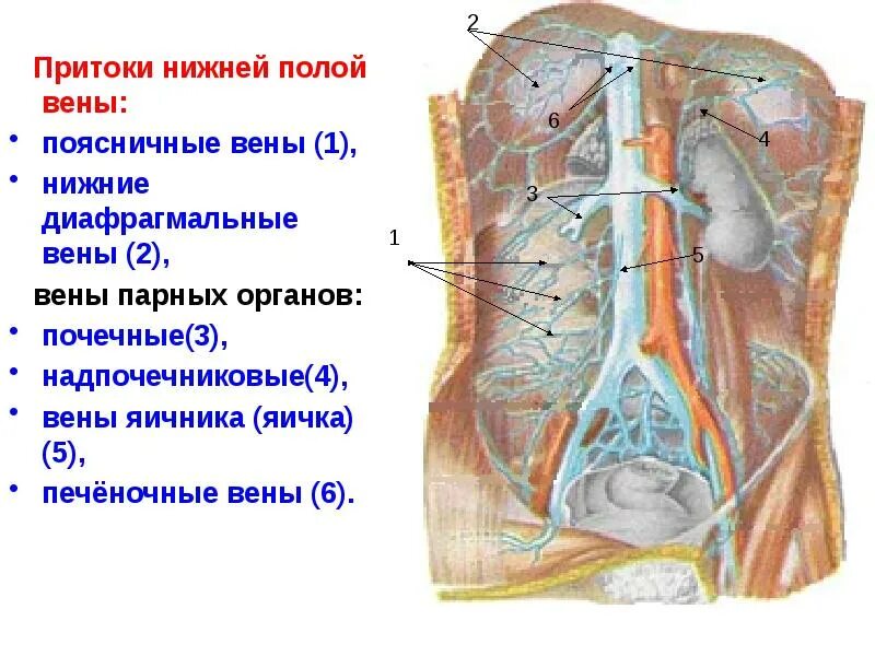 Верхняя и нижняя полая вена. Верхняя полая вена и нижняя полая вена. нижняя полая вена образуется слиянием. нижняя полая вена топографическая анатомия. система нижней полой вены анатомия.