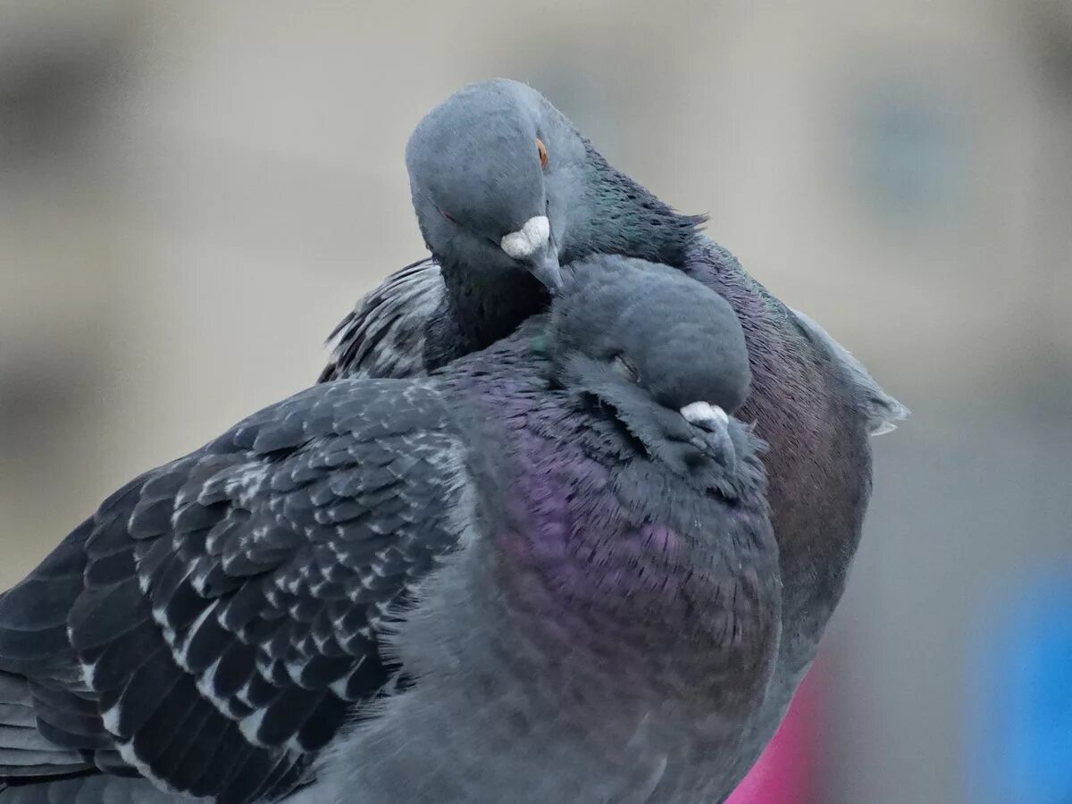 Голуби оригинал. Голубь горлица. Фландрский голубь. Голуби оригинал. Бухарские голуби.