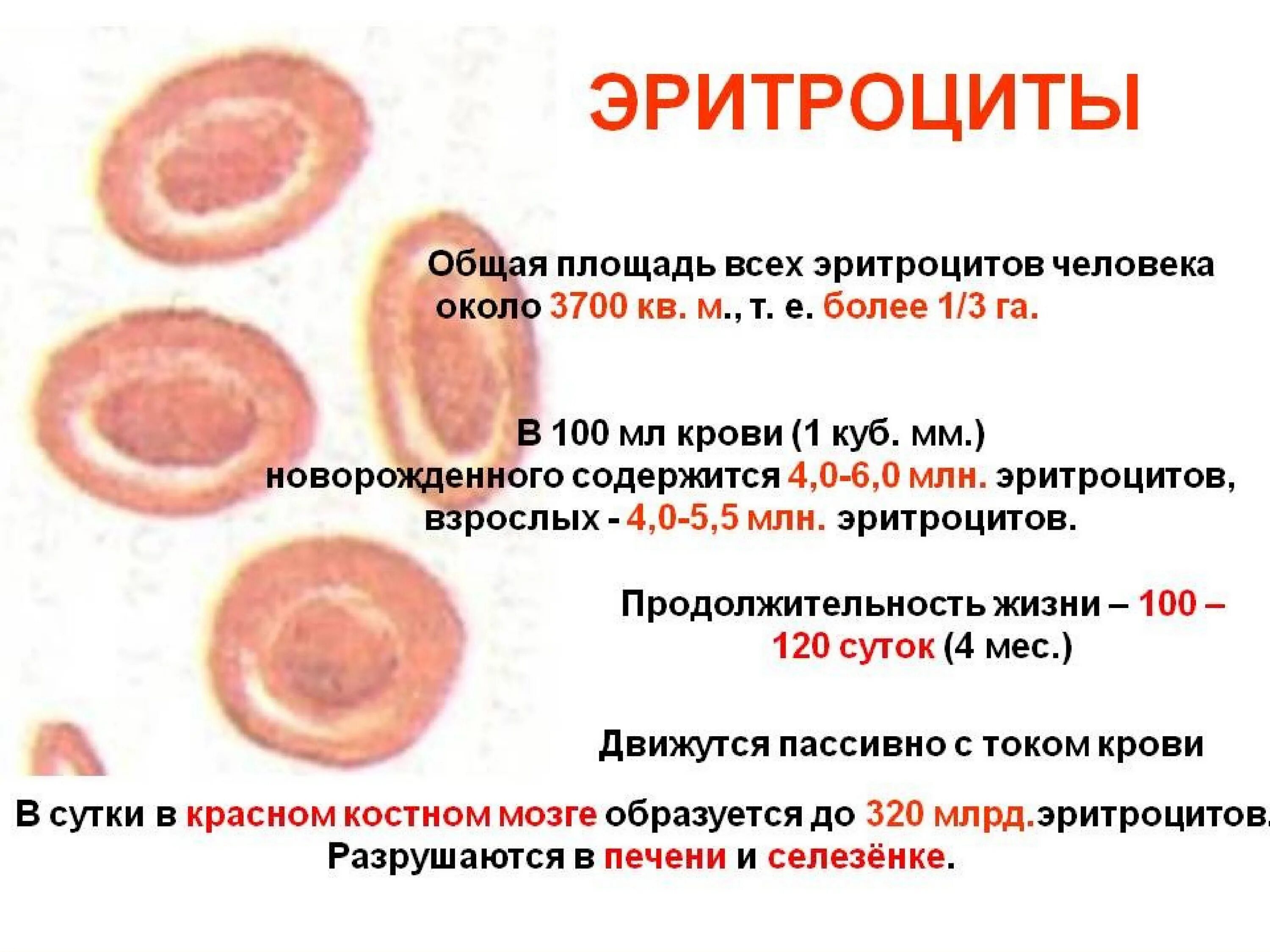 3 признака эритроцитов. Эритроциты. Эритроциты человека. Эритроциты крови человека. Характеристика эритроцитов человека.