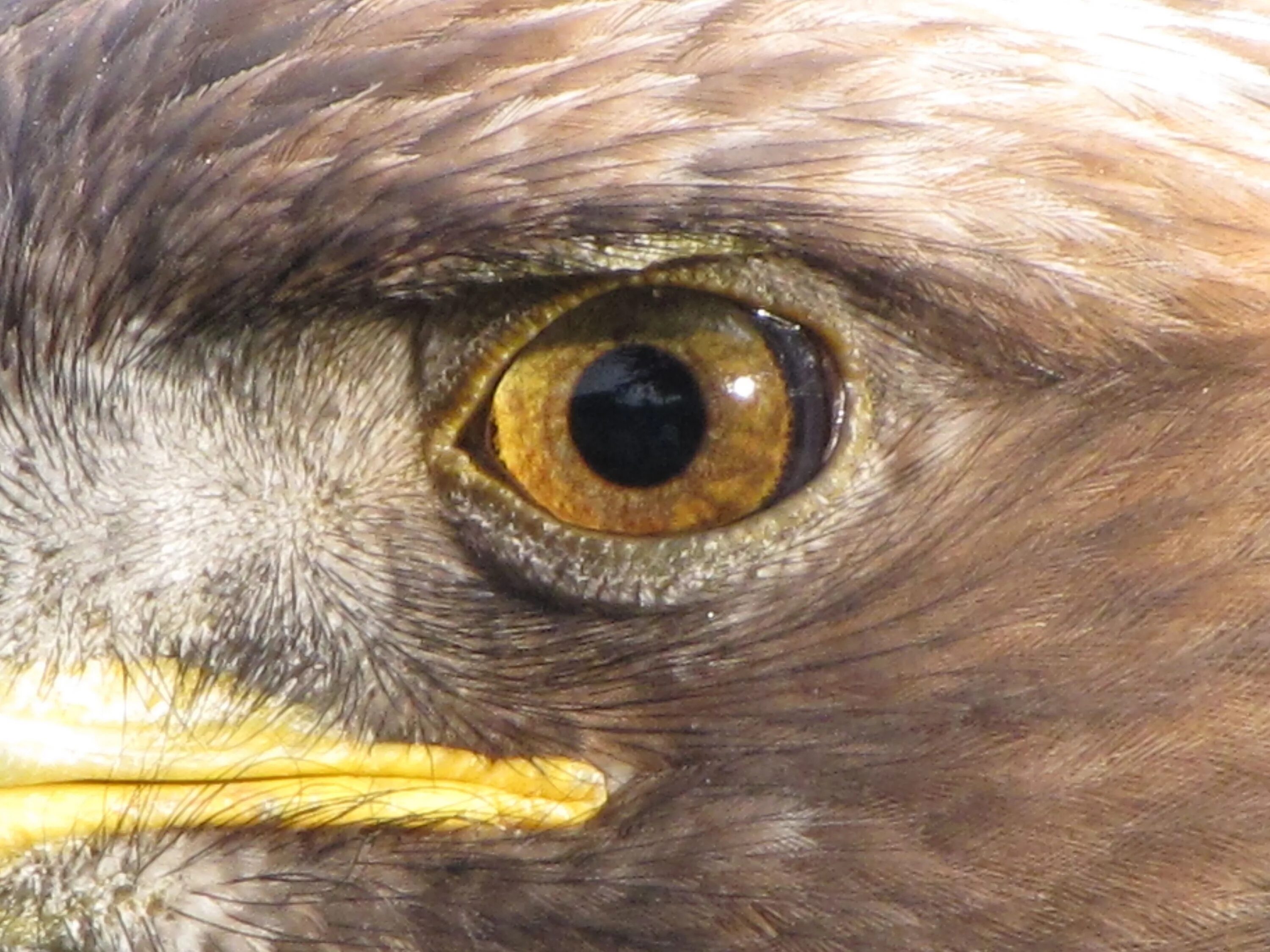 Eagle eye. Rlc. Eagle eye vector. Глаз беркута. Глаз птицы.
