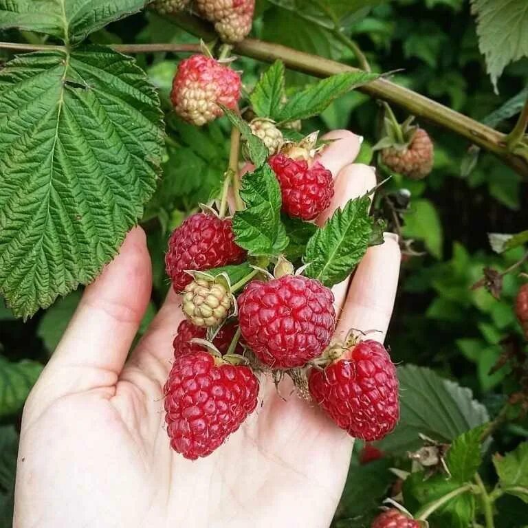 Сорта ремонтантной малины для сибири. Малина ремонтантная куст. Саженцы малины ремонтантной. Малина ремонтантная сорт элегантная. Малина крупная ремонтантная.