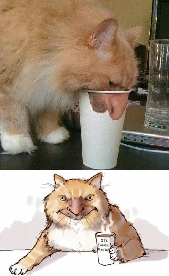 Смазанные коты