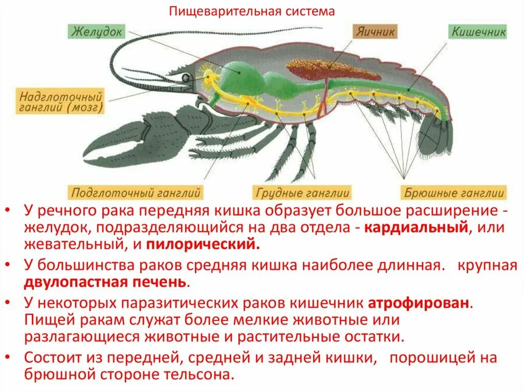 Количество хромосом речного рака. Строение систем ракообразных. Пищевая система членистоногих. Членистоногие ракообразные строение. Класс ракообразные пищеварительная система.