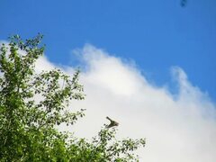 Common Kestrel (Falco tinnunculus). Birds of Russian Far East.