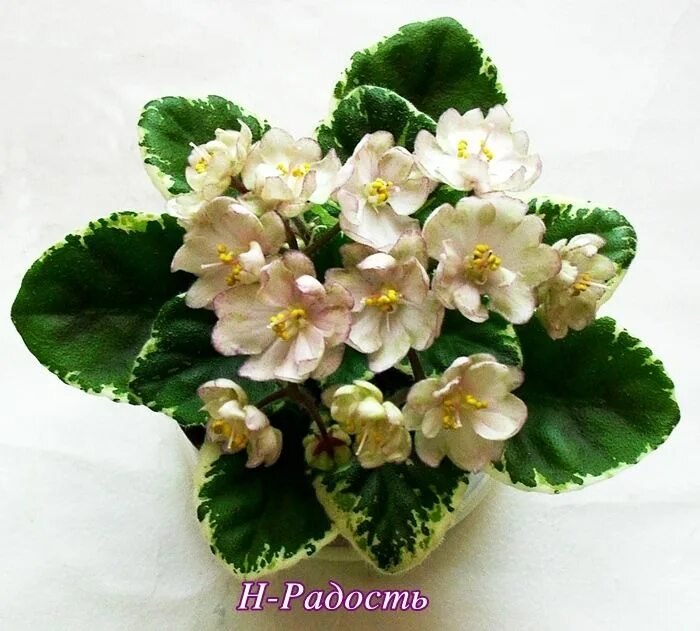 Н-радость. Сорт фиалки птица радость. Сенполия н радость. Фиалка н радость. Фиалка н радость.