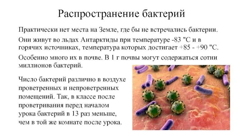 Распространения микробов. Распространения микробов. Распространение микробов в природе. Распространение микроорганизмов в почве. Распространение бактерий кратко.