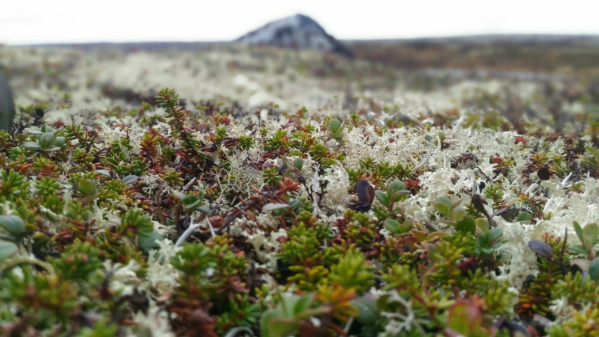 Растительность и животный мир лесотундры. Мохово-лишайниковая тундра. Арктическая Мохово-лишайниковая тундра. Мхи и лишайники на Таймыре. Растения тундры ягель.